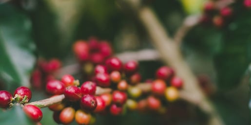 nature berries